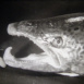 Les Poissons migrateurs "La Vie mystérieuse de deux grands Voyageurs, le Saumon & l'Anguille"
