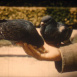 Les Oiseaux