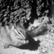Chipmunk, le petit  Écureuil