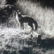 La Tanière du Renard