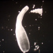Biologie d'un Ver marin : La Némerte 'Lineus Ruber'