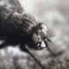 La Mouche