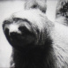 Animaux (Les)