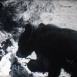 Deux Oursons noirs