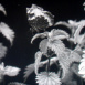 Le Papillon (Vanesse Grande Tortue)