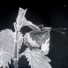 Le Papillon (Vanesse Grande Tortue)