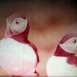 Terre d'Oiseaux