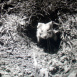 Le Domaine du Hamster