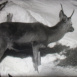 La Vie des Chamois