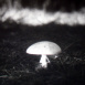 Le Champignon qui tue (L'Amanite phalloïde)