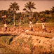 Histoire de la Banane