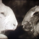 La Famille Lapin gris