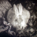 La Famille Lapin gris