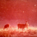Le Brame des Cerfs