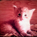 Moufettes et Chatons