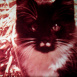 Moufettes et Chatons