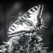 Le Grand porte-queue (Machaon) 