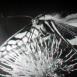 Le Grand porte-queue (Machaon) 