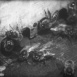 La Vie ardente des Abeilles