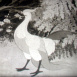 Pourquoi le Corbeau est noir ?