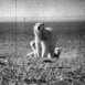 La Vie des Animaux "Pôle Nord"
