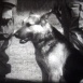 Chien mon Ami