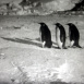 Un An dans l'Antarctique