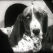Une Vie de Chien