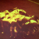 Scopitone "Rugby France - All Blacks"