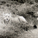 Jungle sans Fin