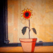 Le Tournesol