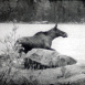 Chasse en Finlande