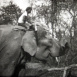 À la Recherche des Élephants sauvages