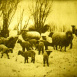 L'Élevage du Mouton