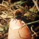 Les Abeilles