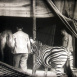 Le Cirque "Sous le Chapiteau"