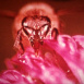 Fleurs et Insectes