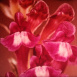 Fleurs et Insectes