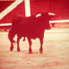 Corrida interdite