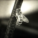 L'Abeille