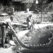 Reproduction artificielle des Poissons