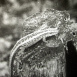 Le L&eacute;zard