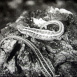 Le L&eacute;zard