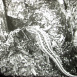 Le L&eacute;zard