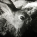 Gil, Fran&ccedil;oise et les petits Lapins