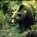 La Montagne aux Ours
