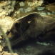 La Montagne aux Ours