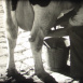 L'Ensilage