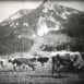 La Tuberculose bovine
