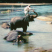 Film Amateur Ceylan